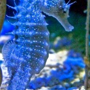 Meet your Posher, Michele